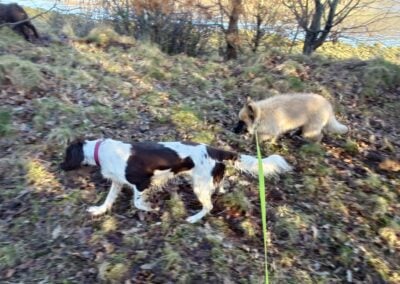 dogs sniffing the grass