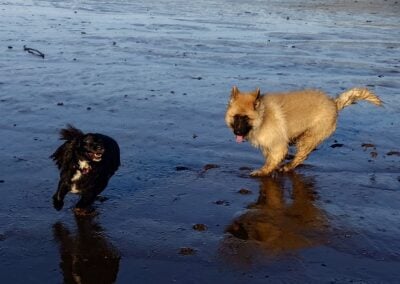 puppy chasing a dog