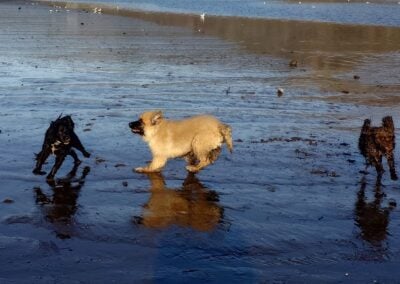 dogs playing at boden boo
