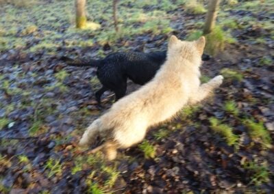 puppy chasing a black Labrador