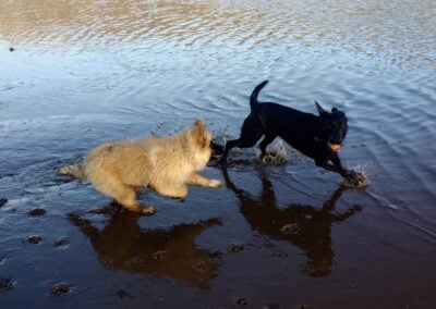 german shepherd puppy chasing a black labrador