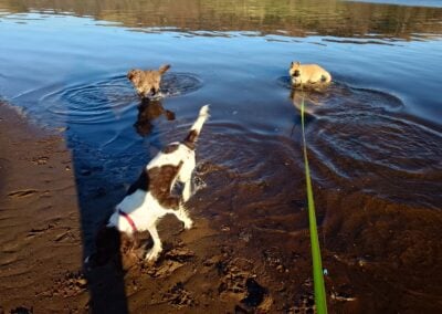 puppy and two dogs