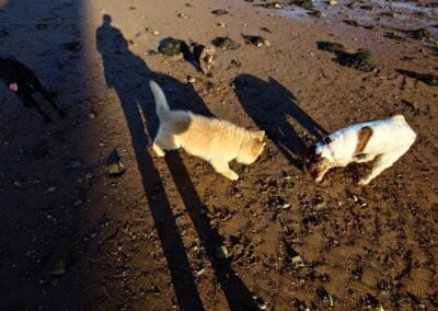 puppy watching a dog dig a hole