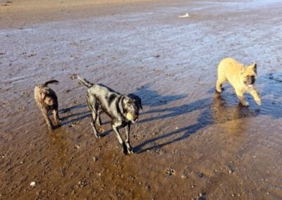dogs playing fetch
