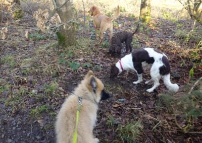 dogs smelling something while out on a walk