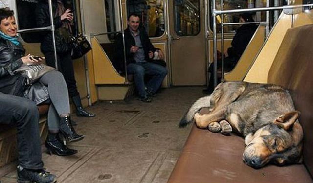 dog sleeping on train in moscow
