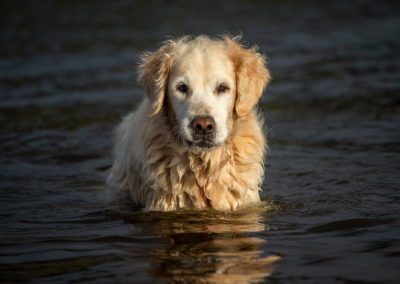 old golden retriever