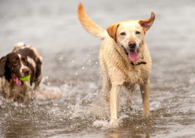 dog walking parklea port glasgow