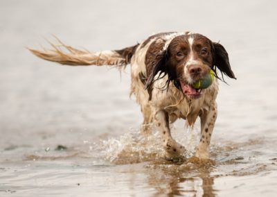 Springer spaniel at parklea port glasgow
