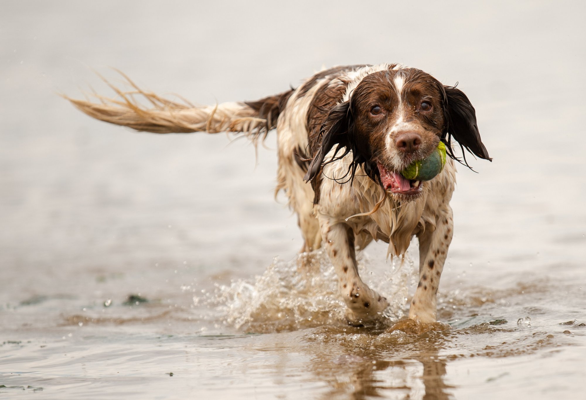 Springer spaniel at parklea port glasgow