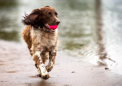 spaniel running with ball in mouth