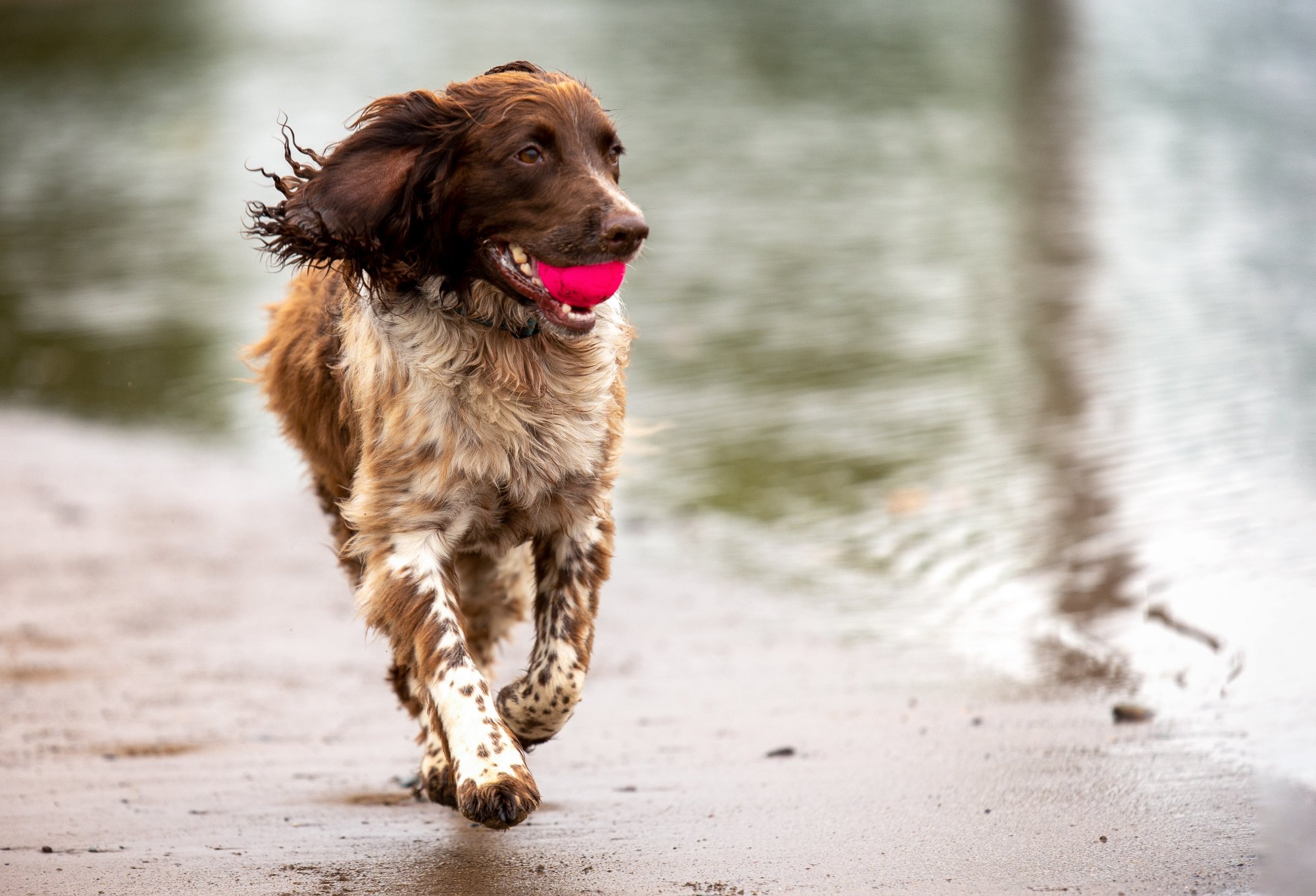 spaniel running with ball in mouth