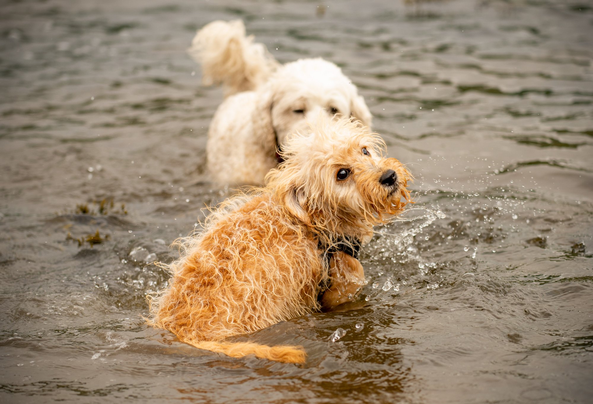 cockapoos in water