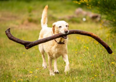 labrador with huge stick