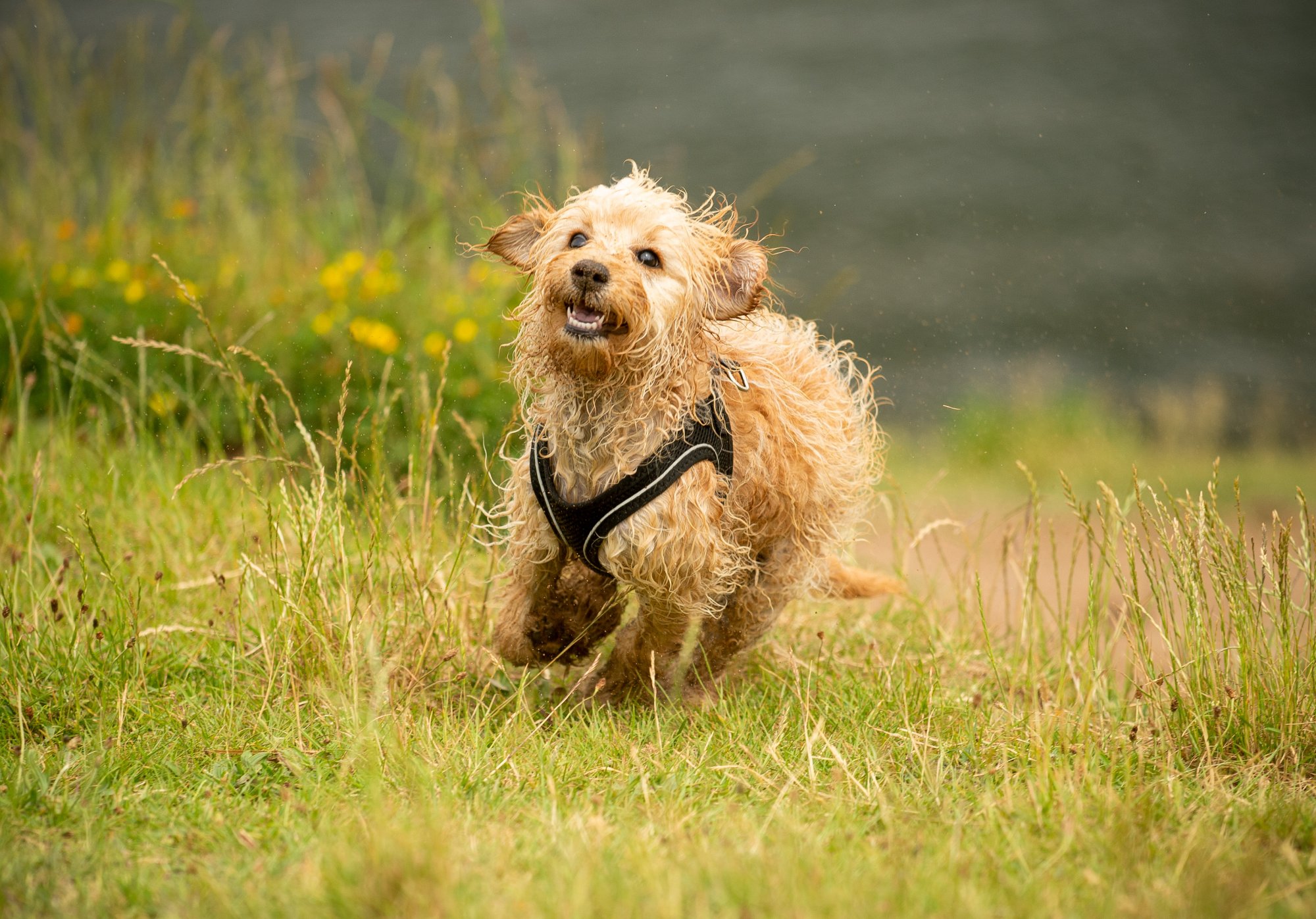 cockapoo puppy running