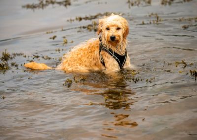 cockapoo puppy cooling off
