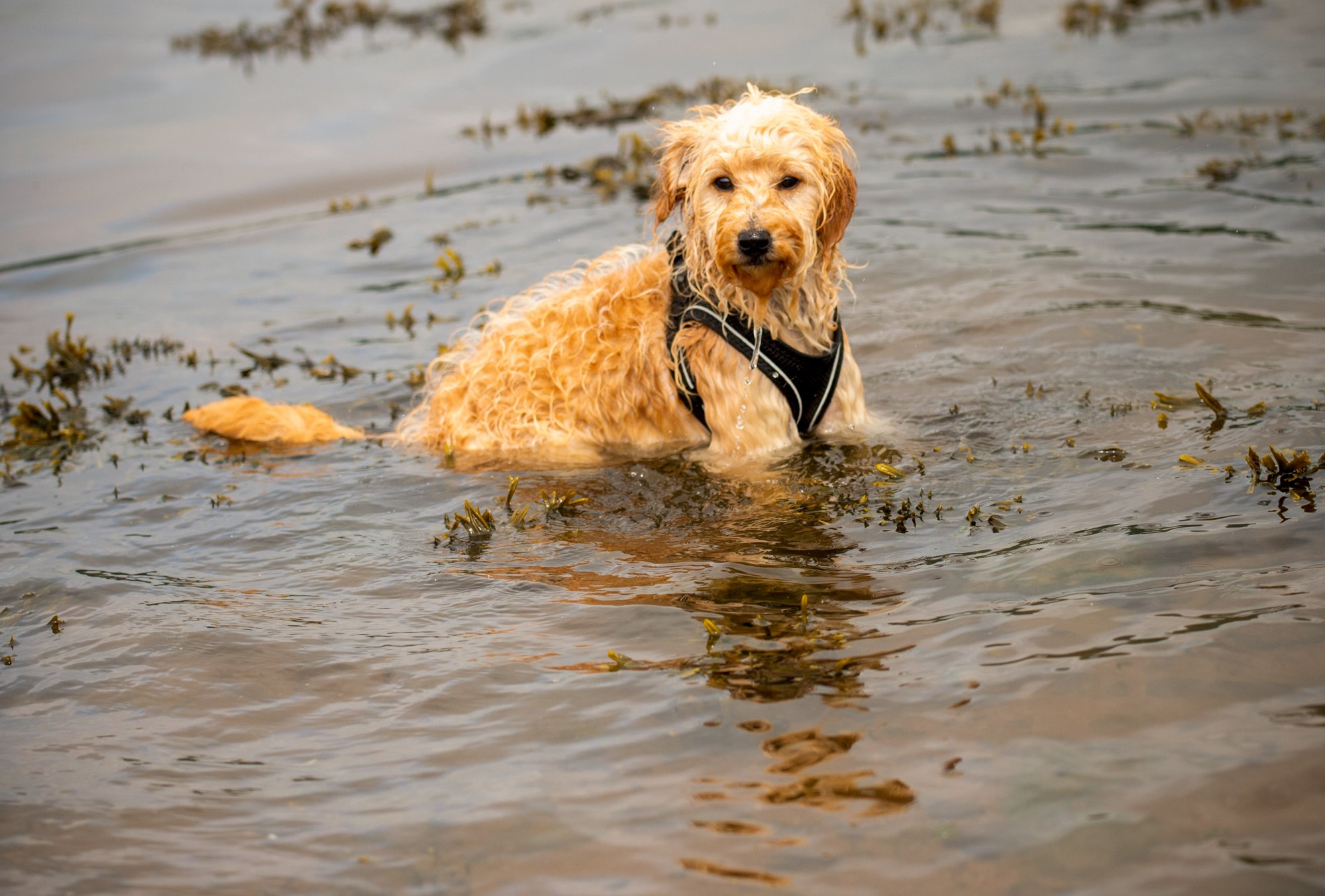 cockapoo puppy cooling off