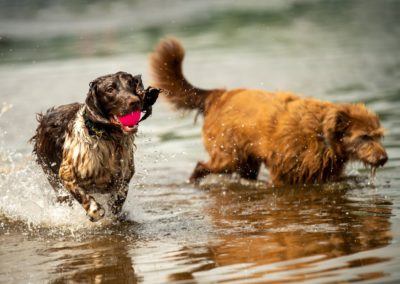 dogs at parklea in the clyde
