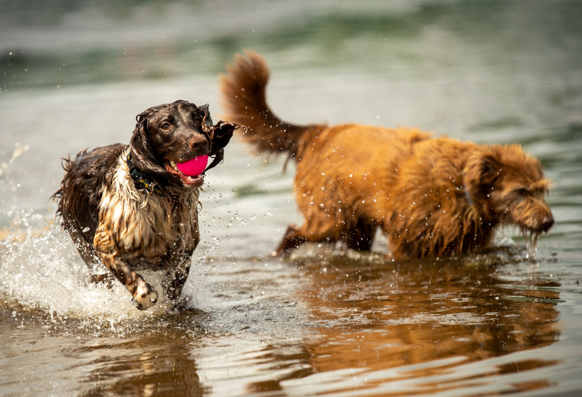 dogs at parklea in the clyde