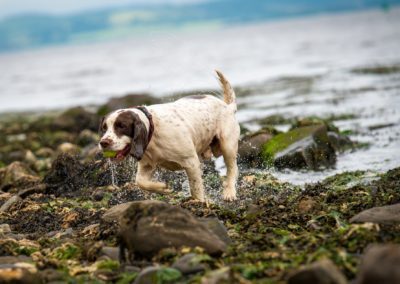 dog at parklea, port glasgow