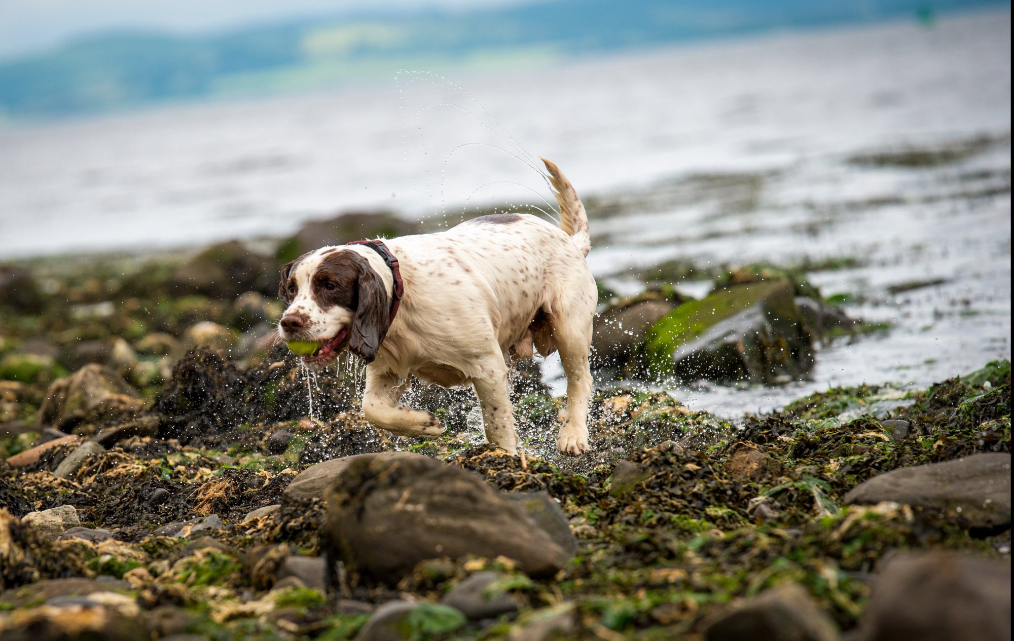 dog at parklea, port glasgow