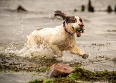 springer spaniel retrieving ball from river