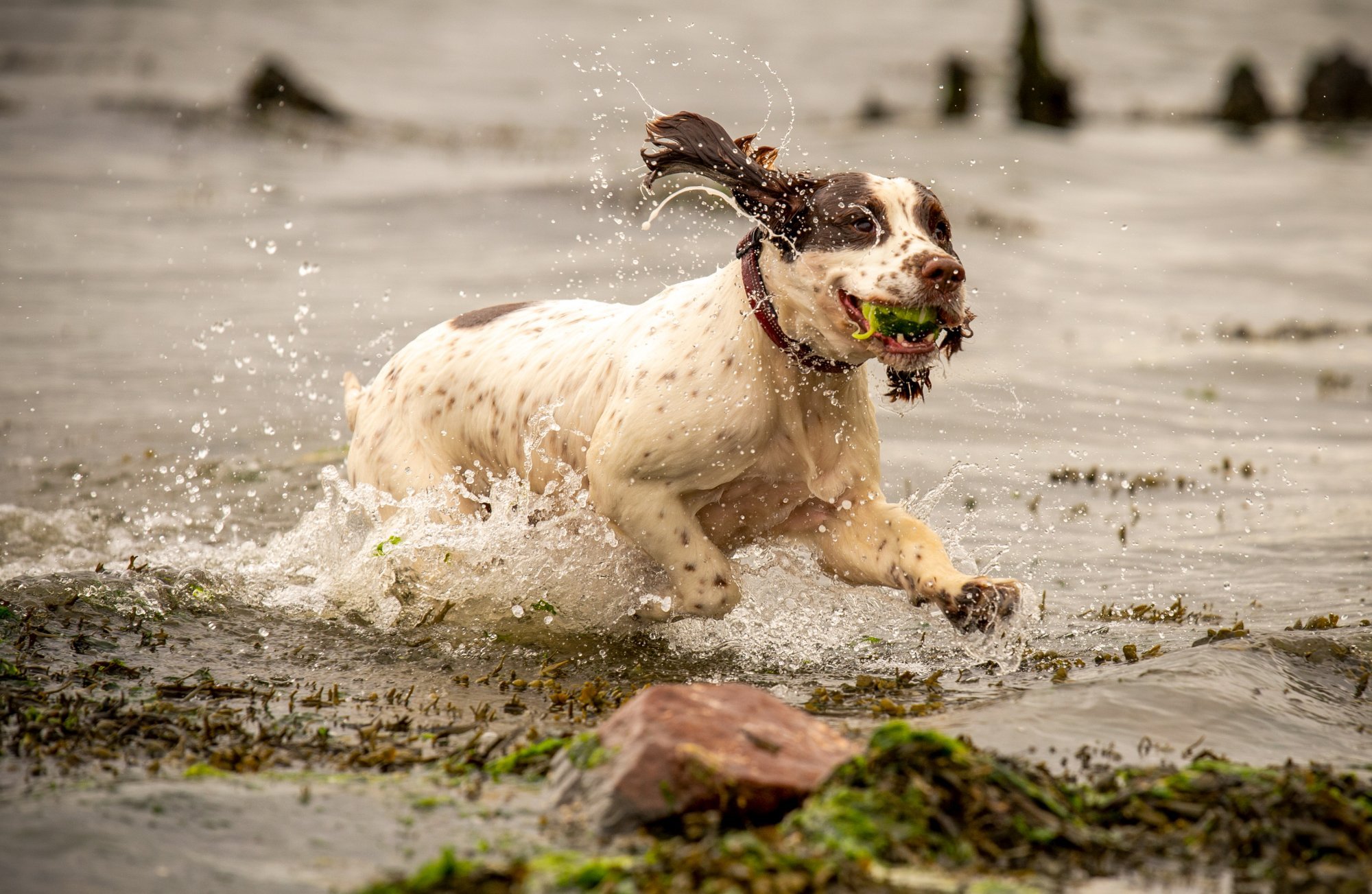 springer spaniel retrieving ball from river