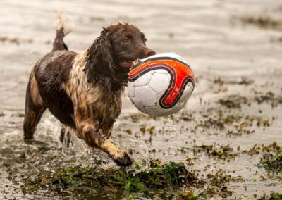 springer spaniel carrying a ball out of the river