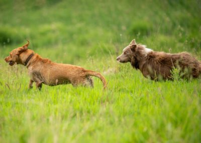 labrador getting chased