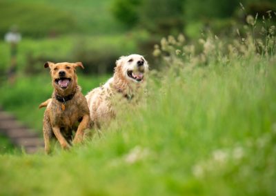 labrador and golden retriever