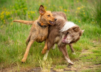 Young dogs wrestling