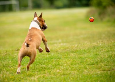 miniature english bull terrier chasing ball