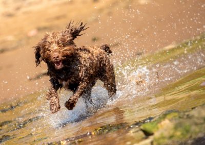 shaggy brown cockapoo on a hot day