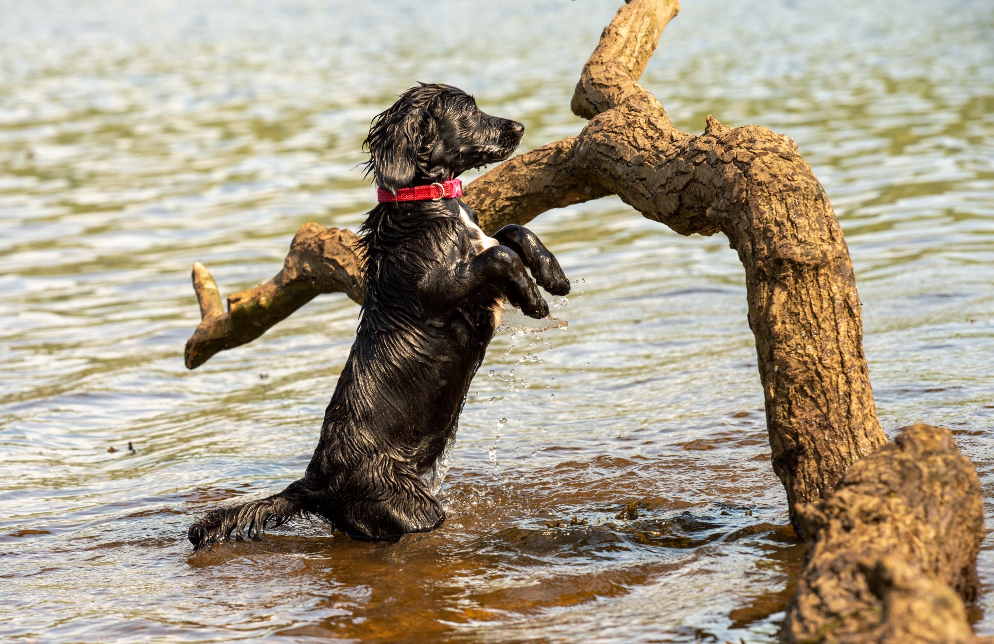 sprocker puppy standing up