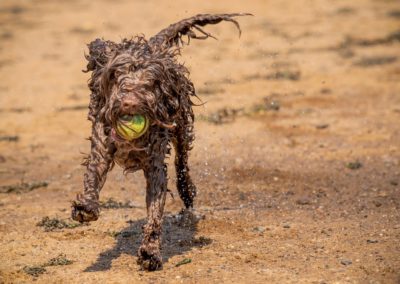 Brown cockapoo