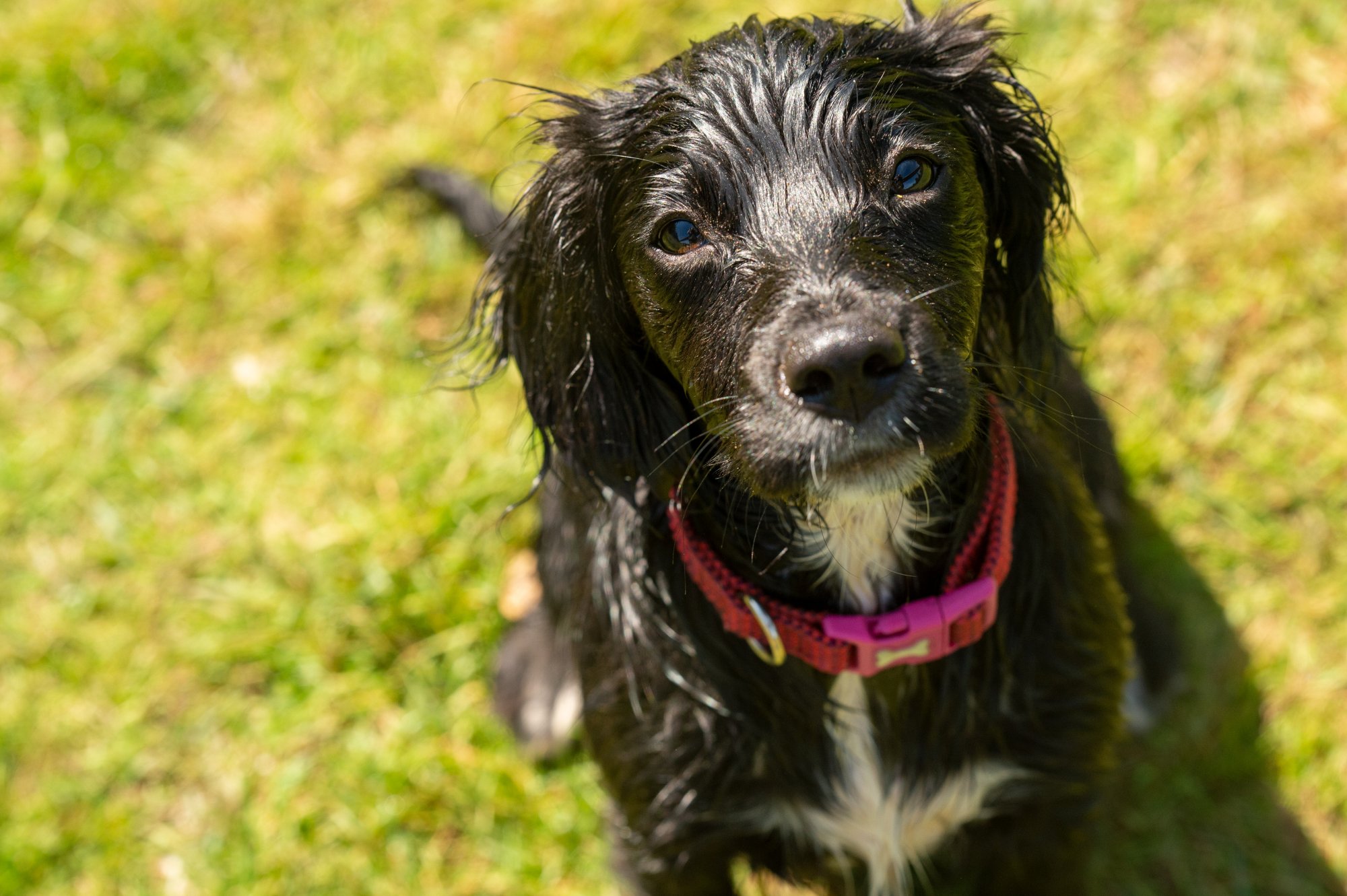 Puppy portrait