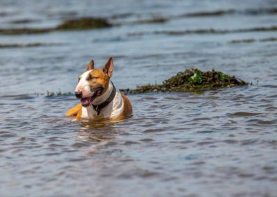english miniature bull terrier cooling off