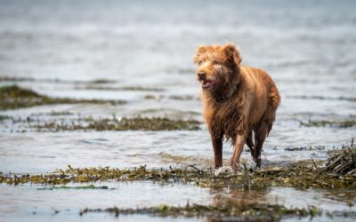 Ruby Shaggy dog standing in river