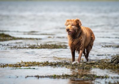Shaggy dog standing in river