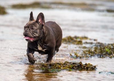 Blue French bull terrier in river