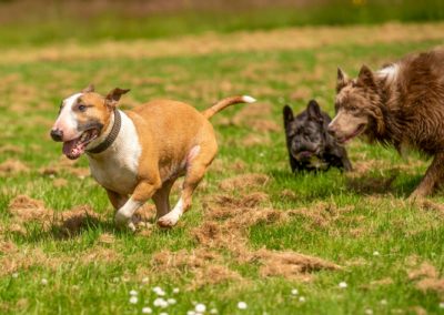 Dogs chasing one dog
