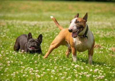 miniature english bull terrier and french bull terrier