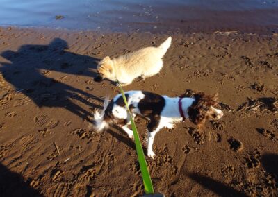 two dogs on beach