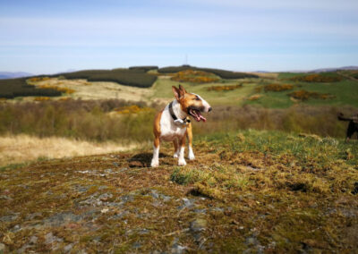 dog at knockmoutain walk