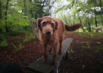 dog standing on bench