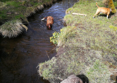 dog cooling off in a burn
