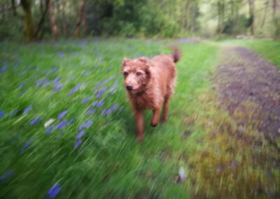 brown dog walking through bluebells