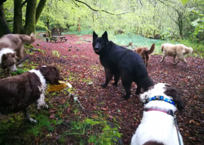 pack of dogs in the woods