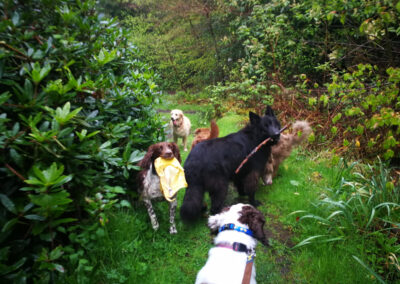pack of dogs