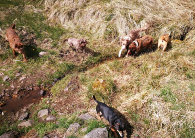 dogs drinking from a burn